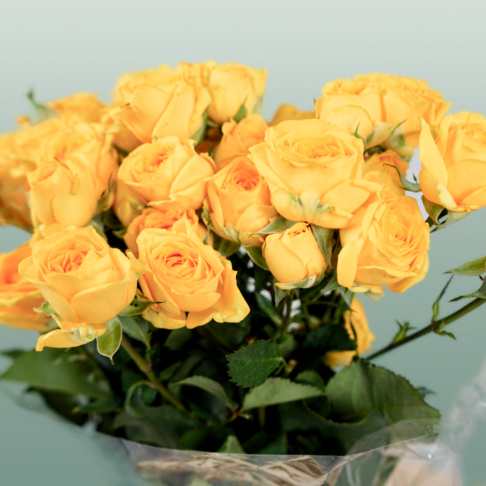 Spray Rose - Rosa - Ramona