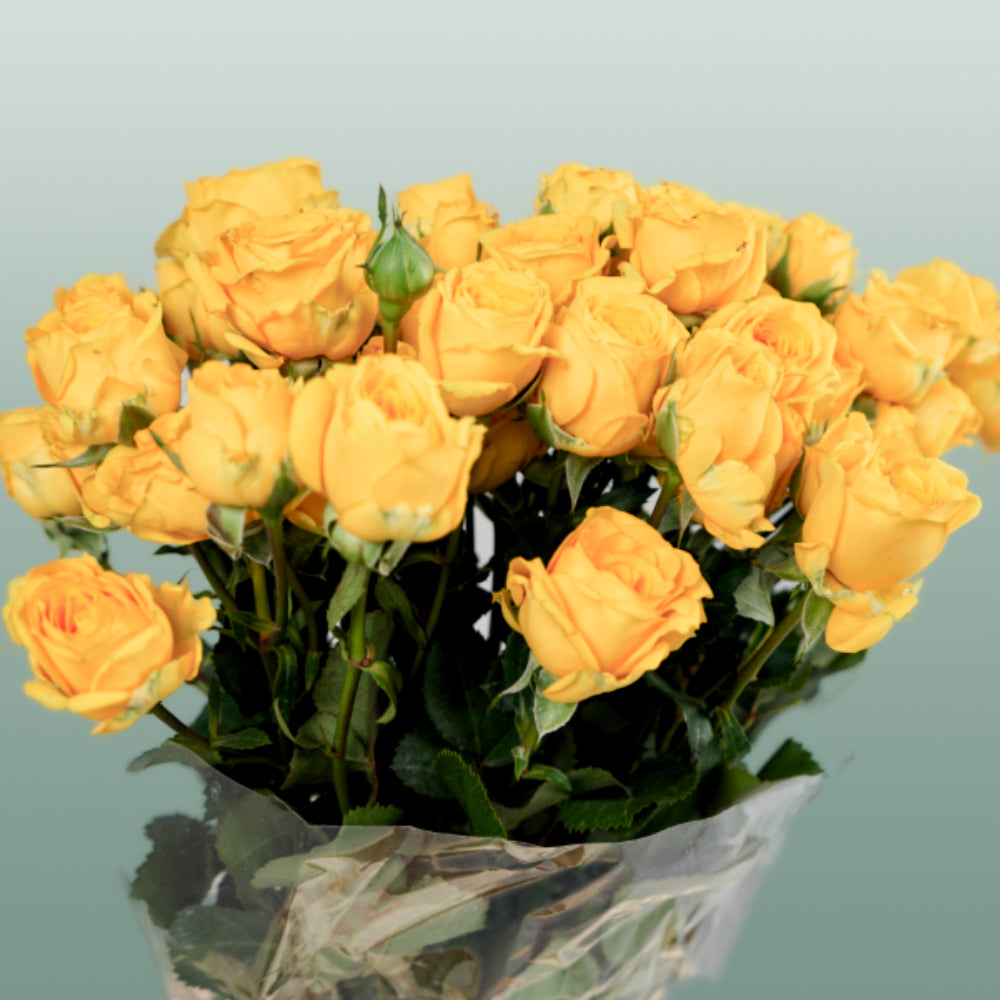 Spray Rose - Rosa - Ramona