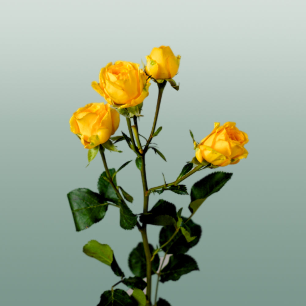 Spray Rose - Rosa - Ramona