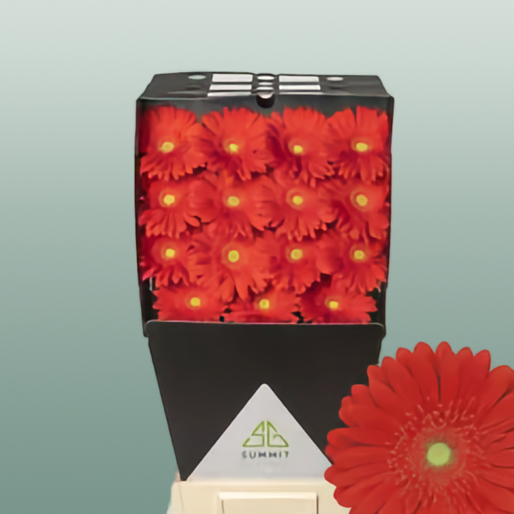 Gerbera Large Red Explosion