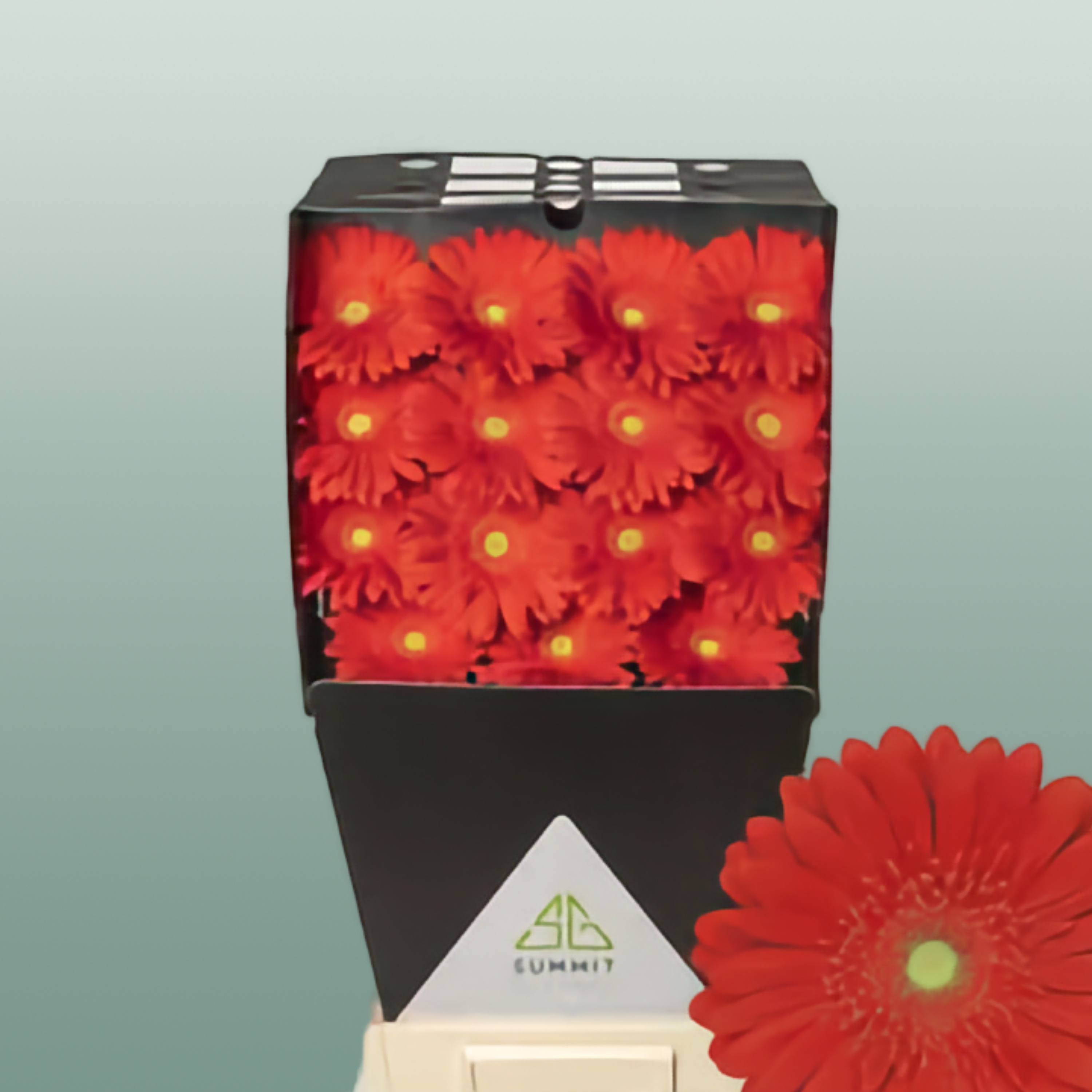 Gerbera Large Red Explosion