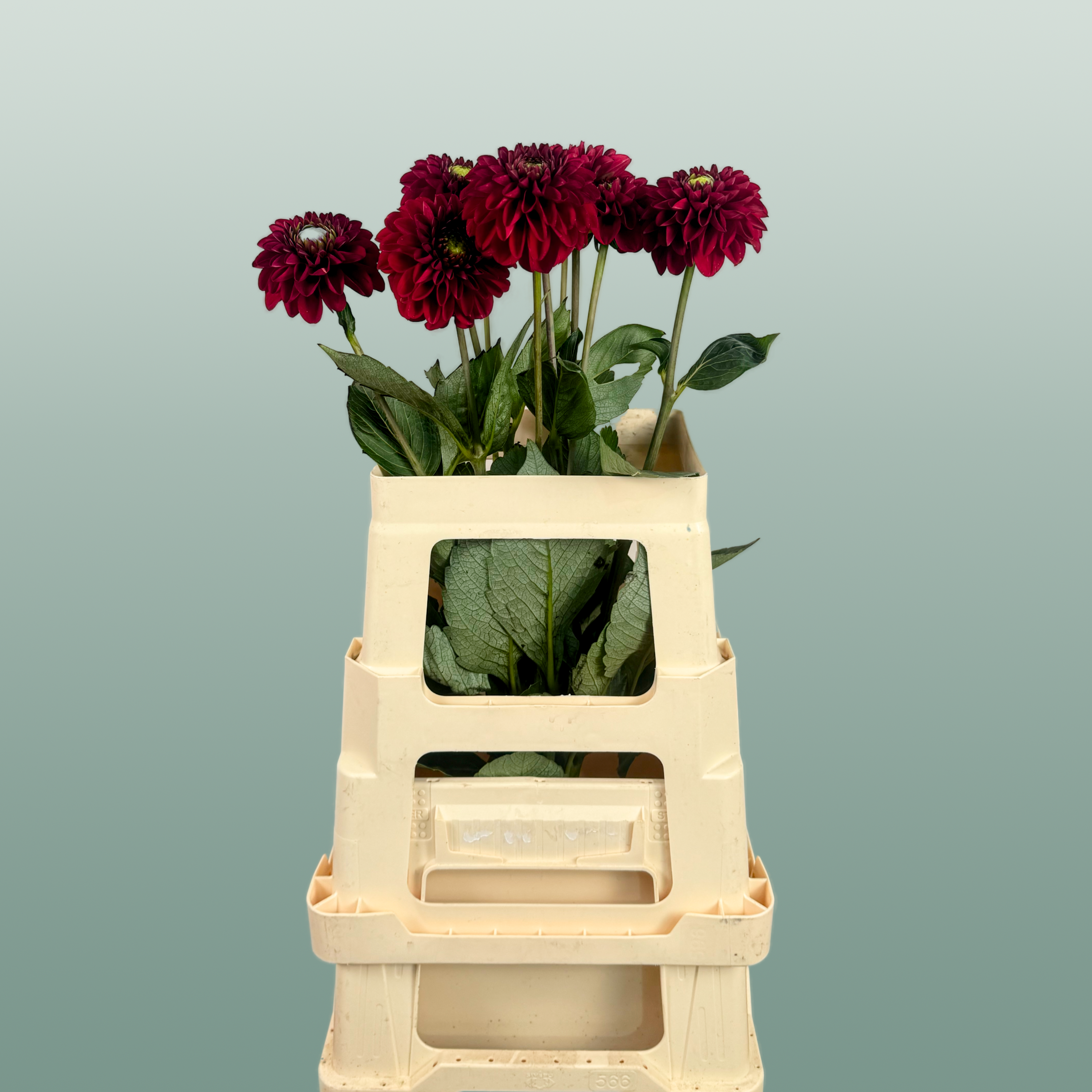 Red Fox Dahlia Cut Flowers – 55cm Stems