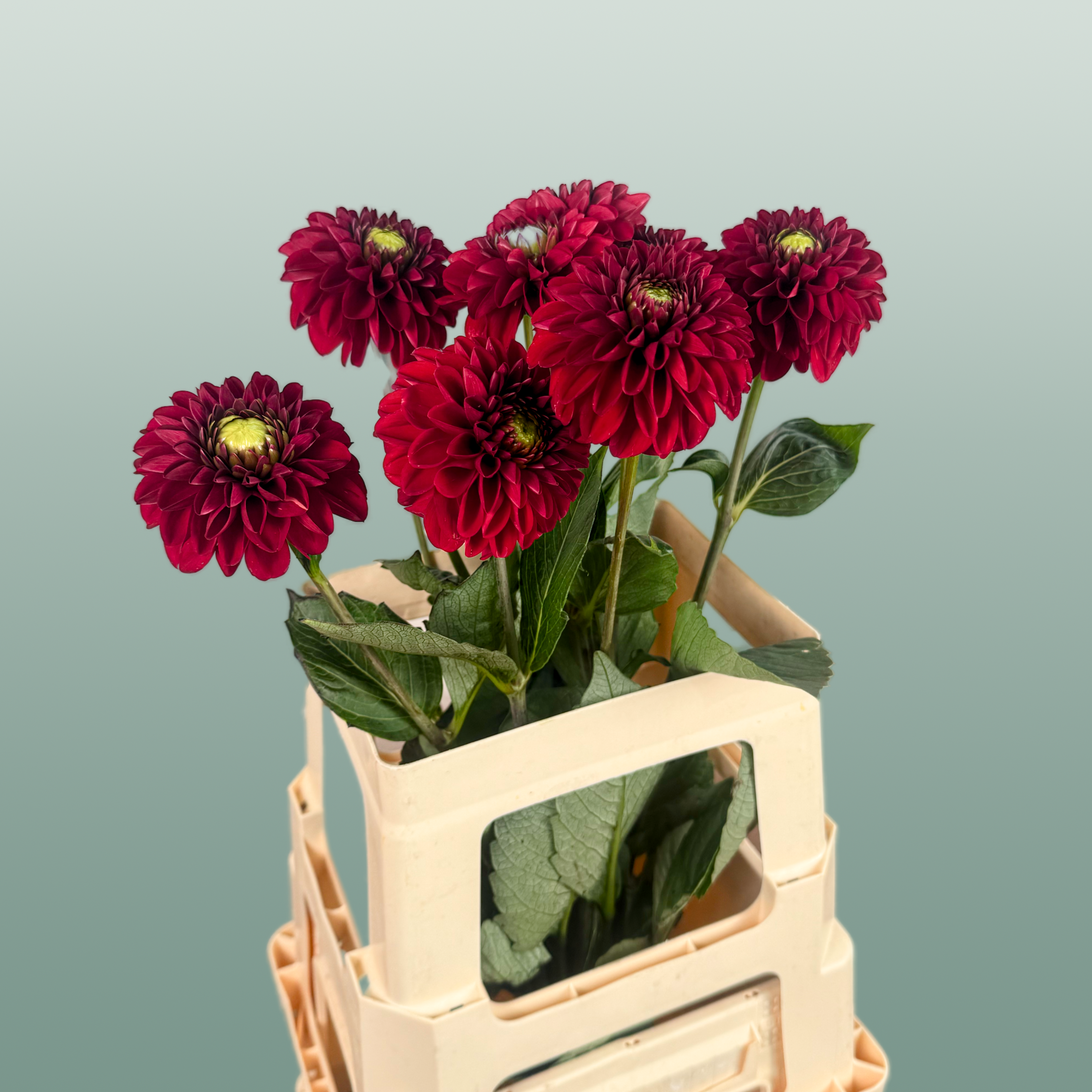 Red Fox Dahlia Cut Flowers – 55cm Stems