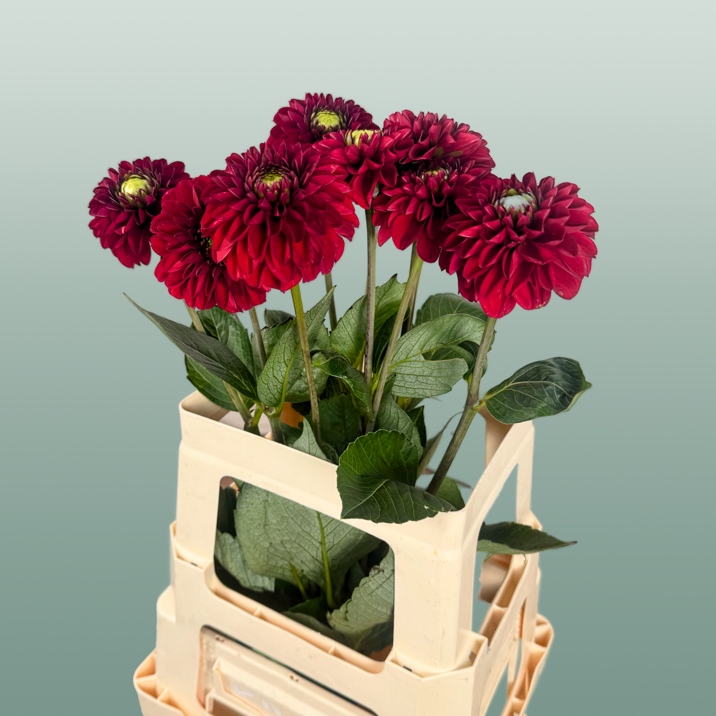 Red Fox Dahlia Cut Flowers – 55cm Stems