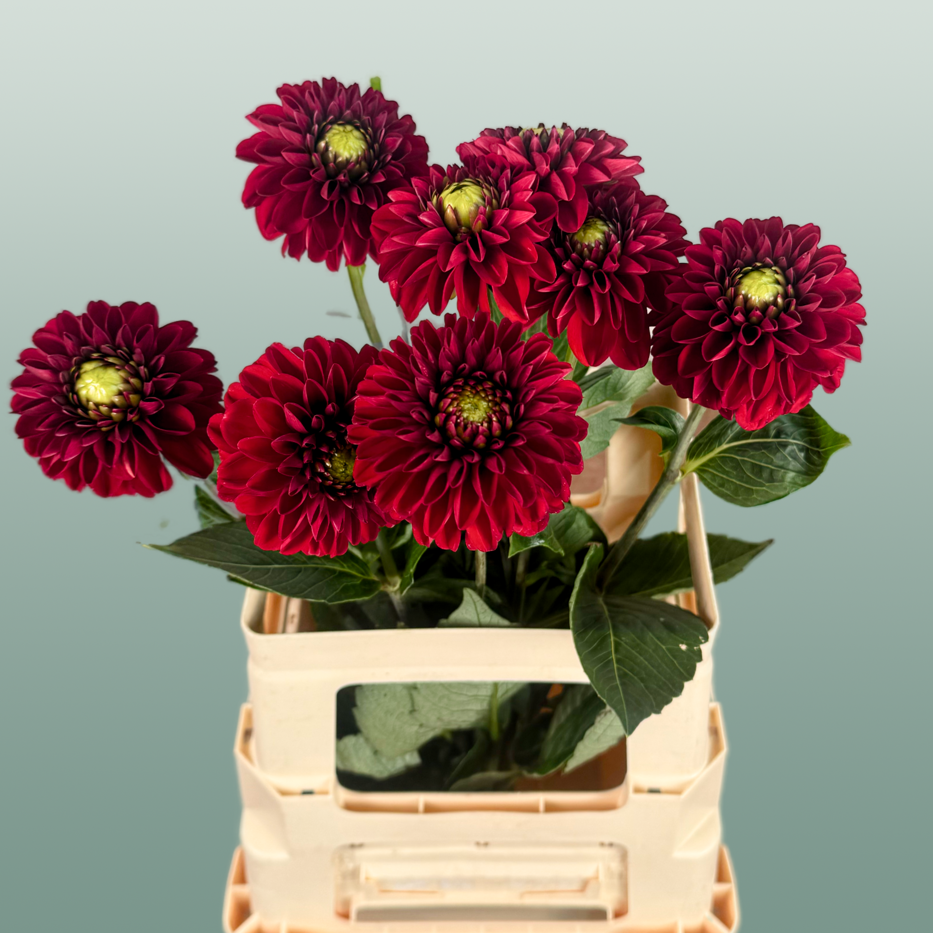 Red Fox Dahlia Cut Flowers – 55cm Stems