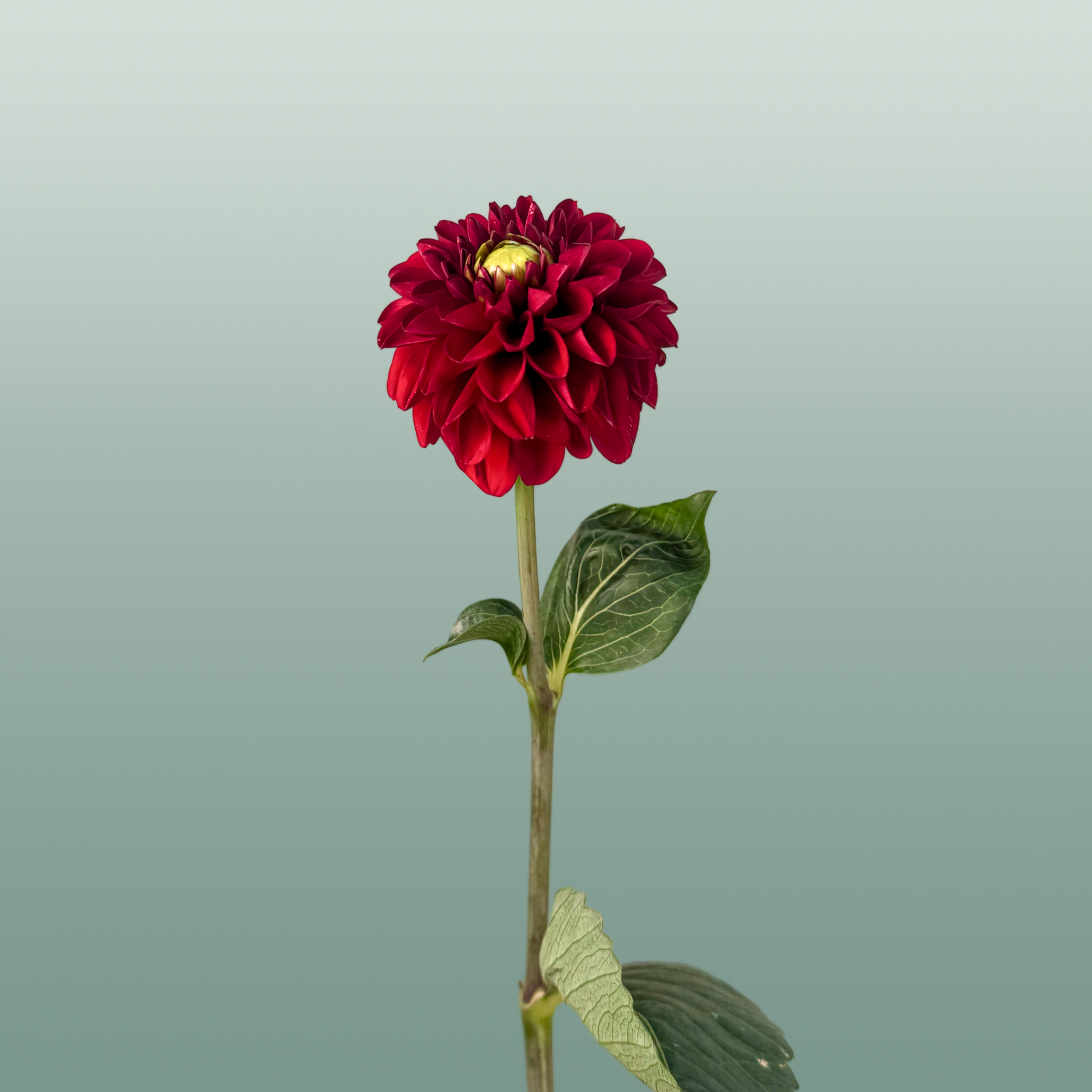 Red Fox Dahlia Cut Flowers – 55cm Stems