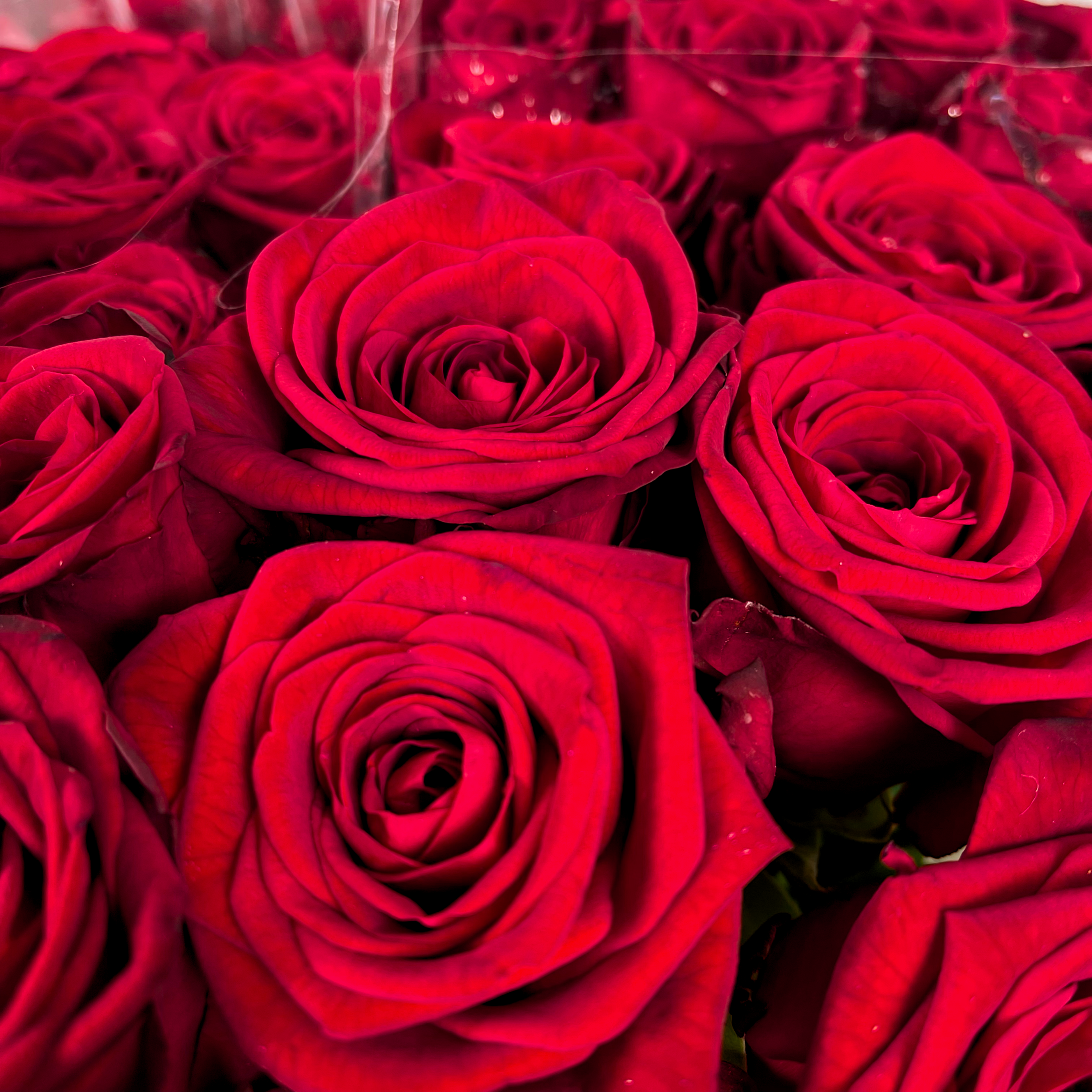 Rose Red Naomi Free Choice