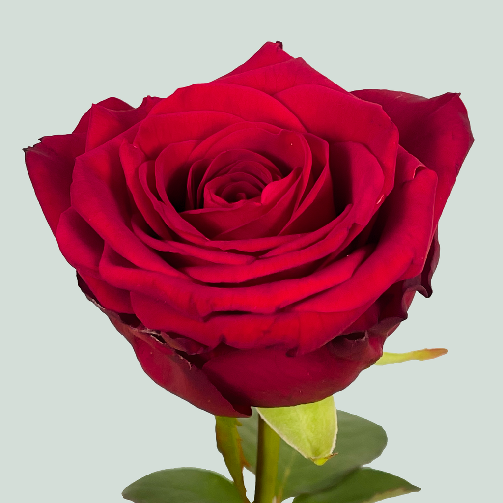 Rose Red Naomi Free Choice