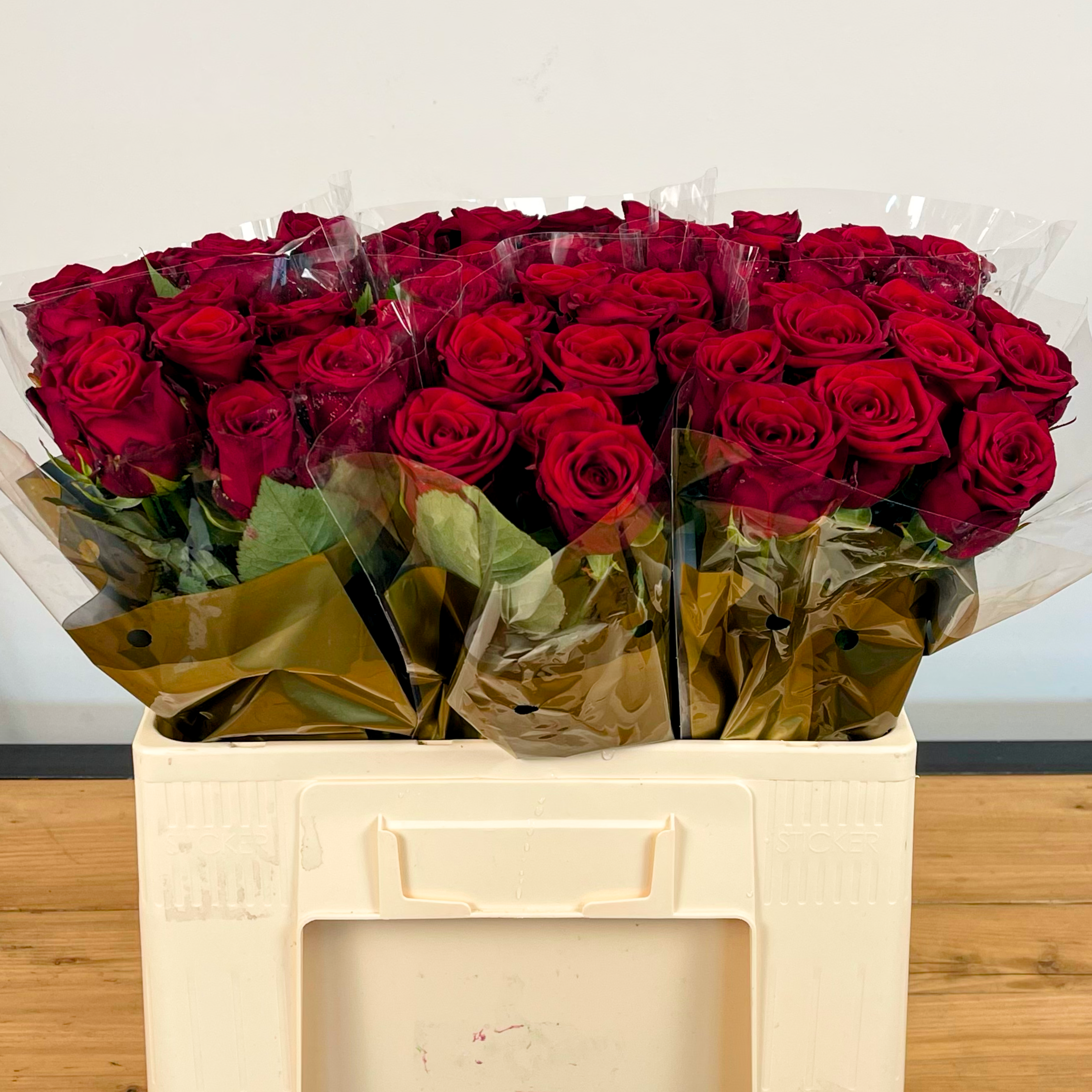 Rose Red Naomi Free Choice