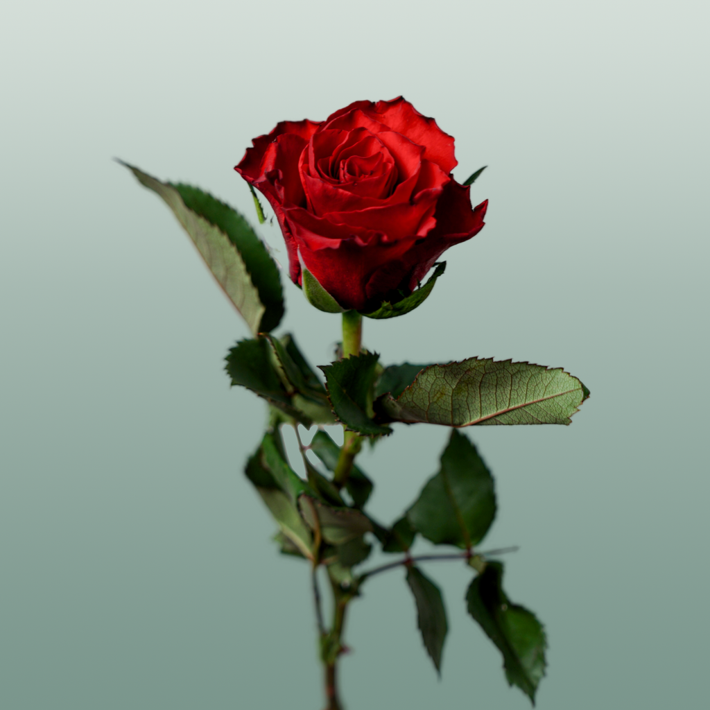 Rose - Rosa - Red Tacazzi+