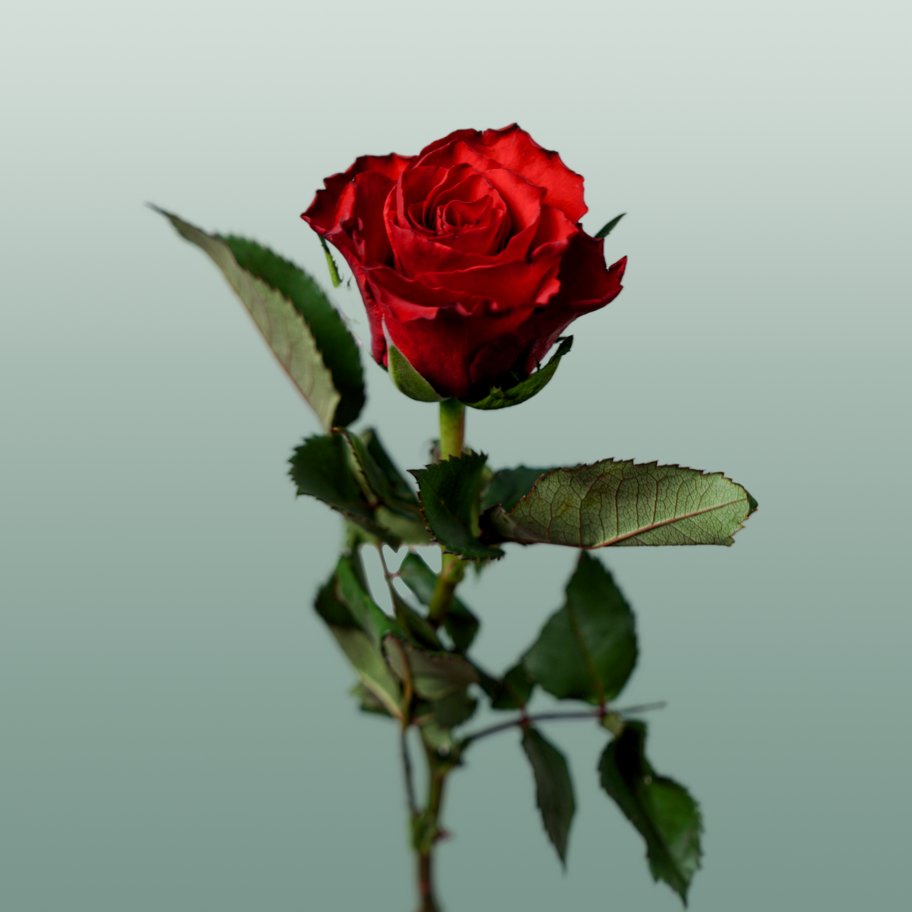 Rose - Rosa - Red Tacazzi+