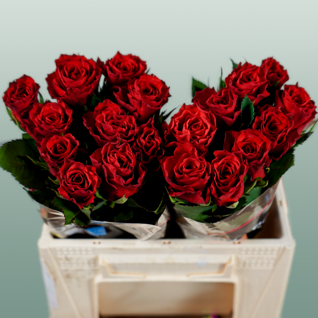 Rose - Rosa - Red Tacazzi+