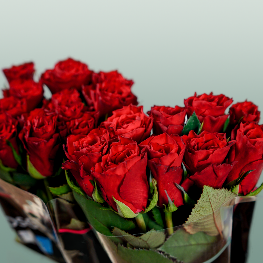 Rose - Rosa - Red Tacazzi+