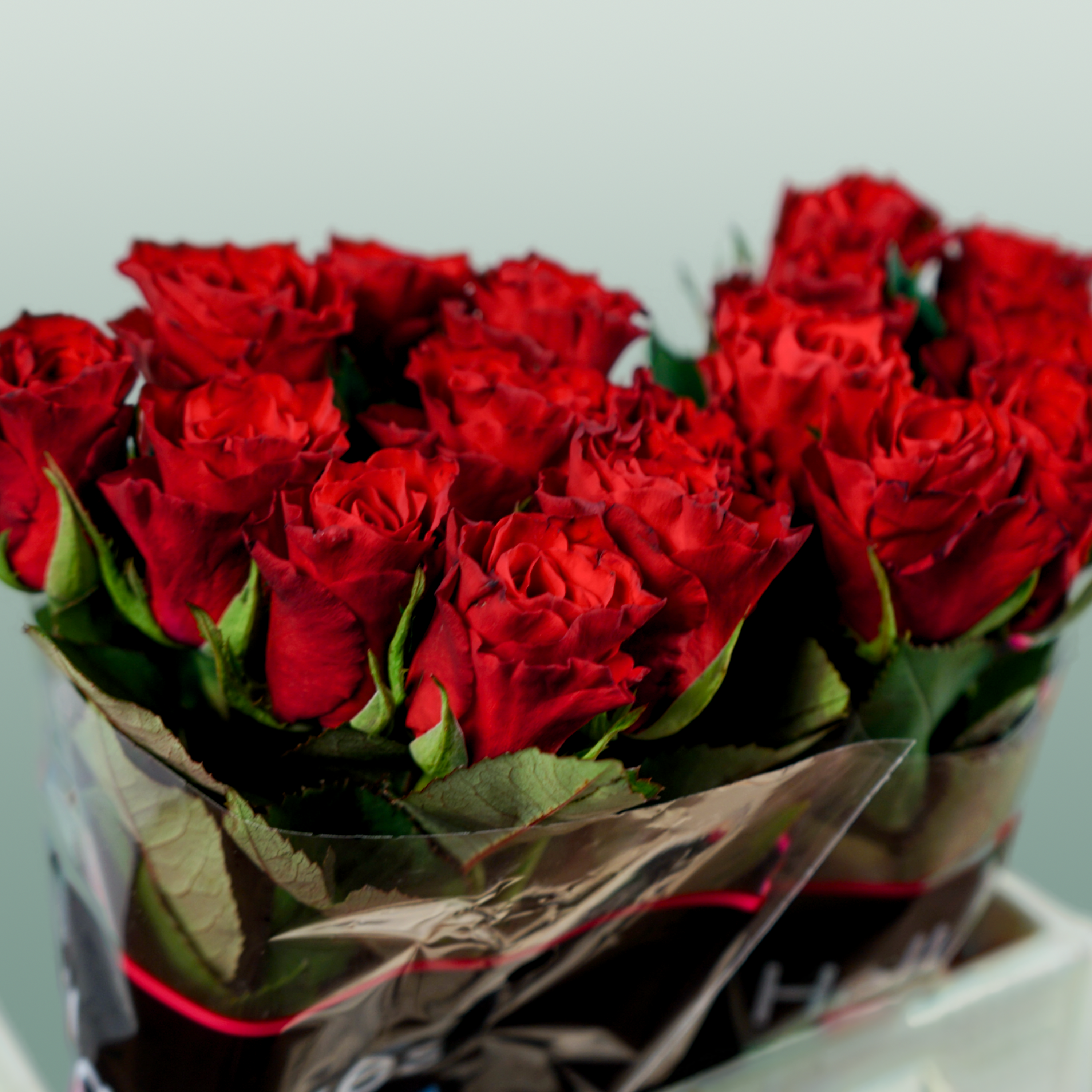 Rose - Rosa - Red Tacazzi+