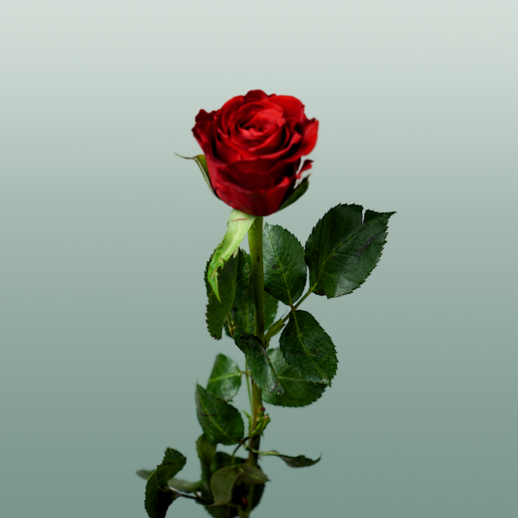 Rose - Rosa - Red Torch