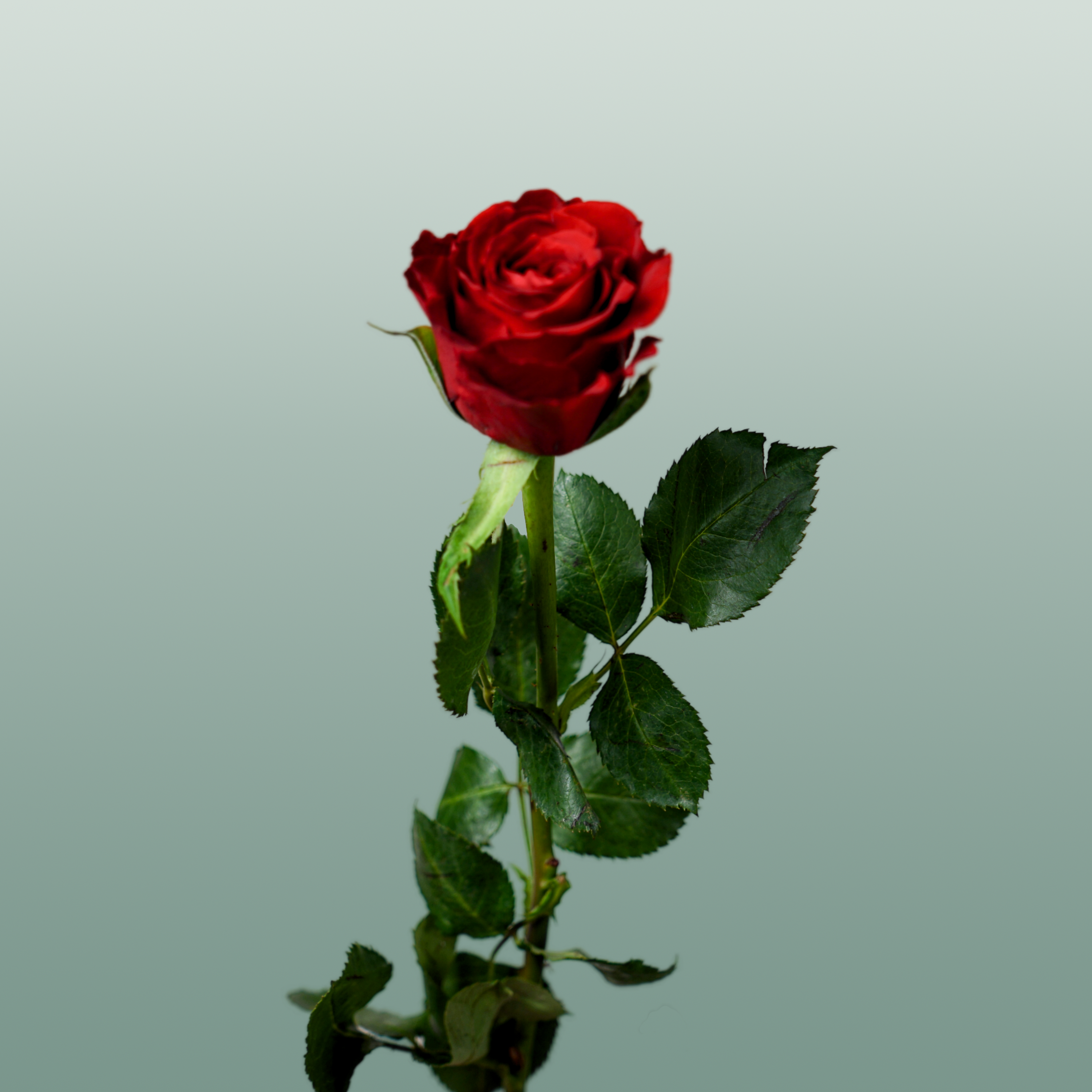 Rose - Rosa - Red Torch