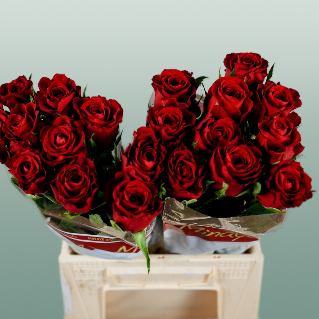 Rose - Rosa - Red Torch