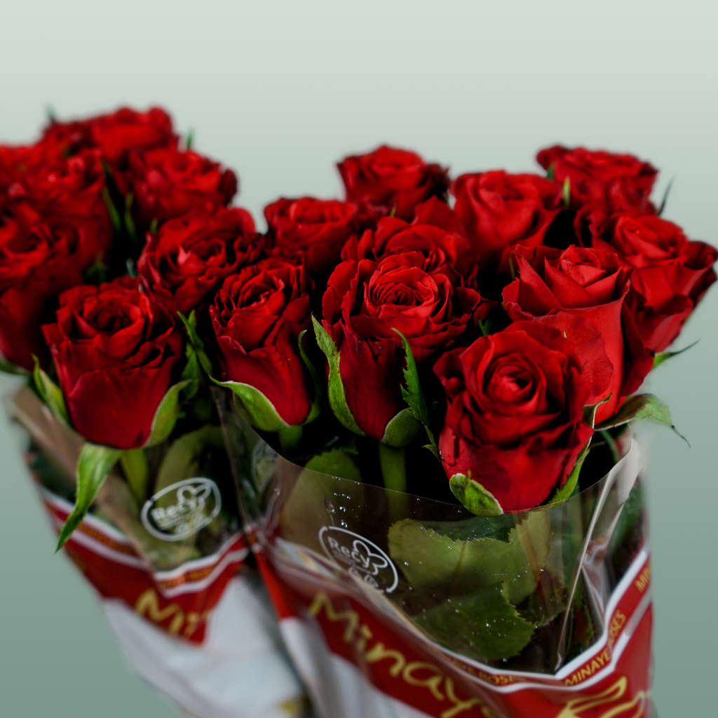 Rose - Rosa - Red Torch