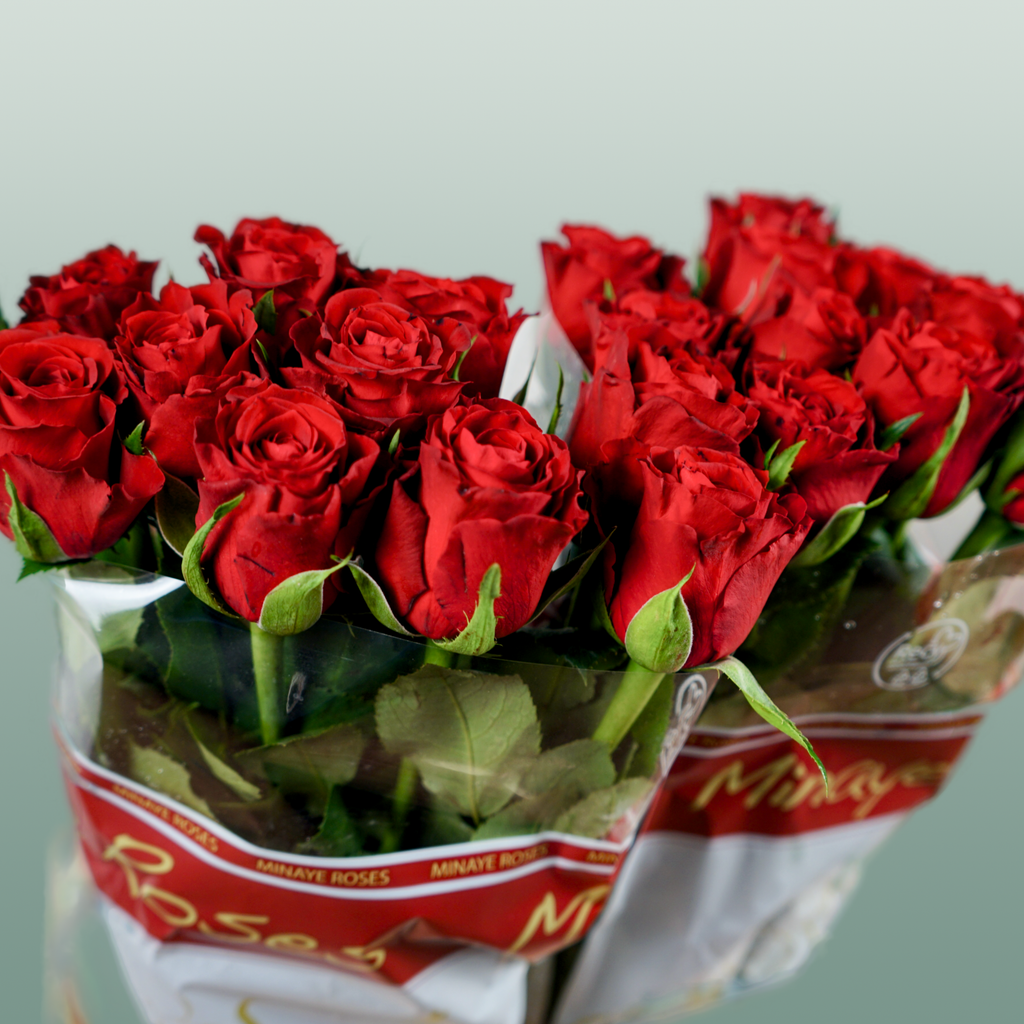 Rose - Rosa - Red Torch