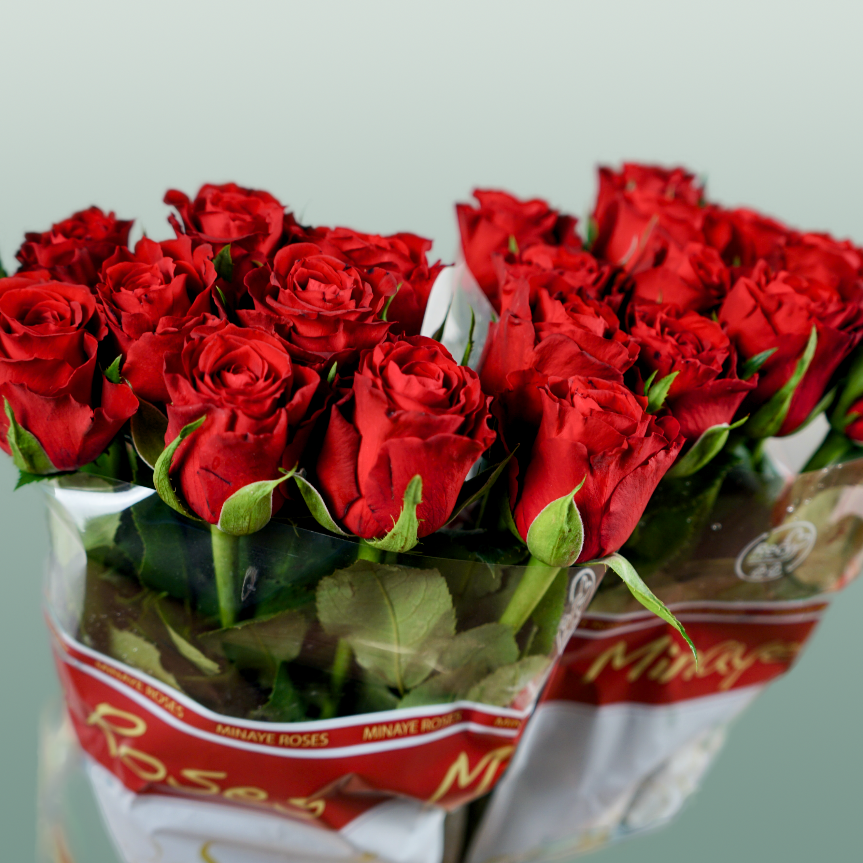 Rose - Rosa - Red Torch
