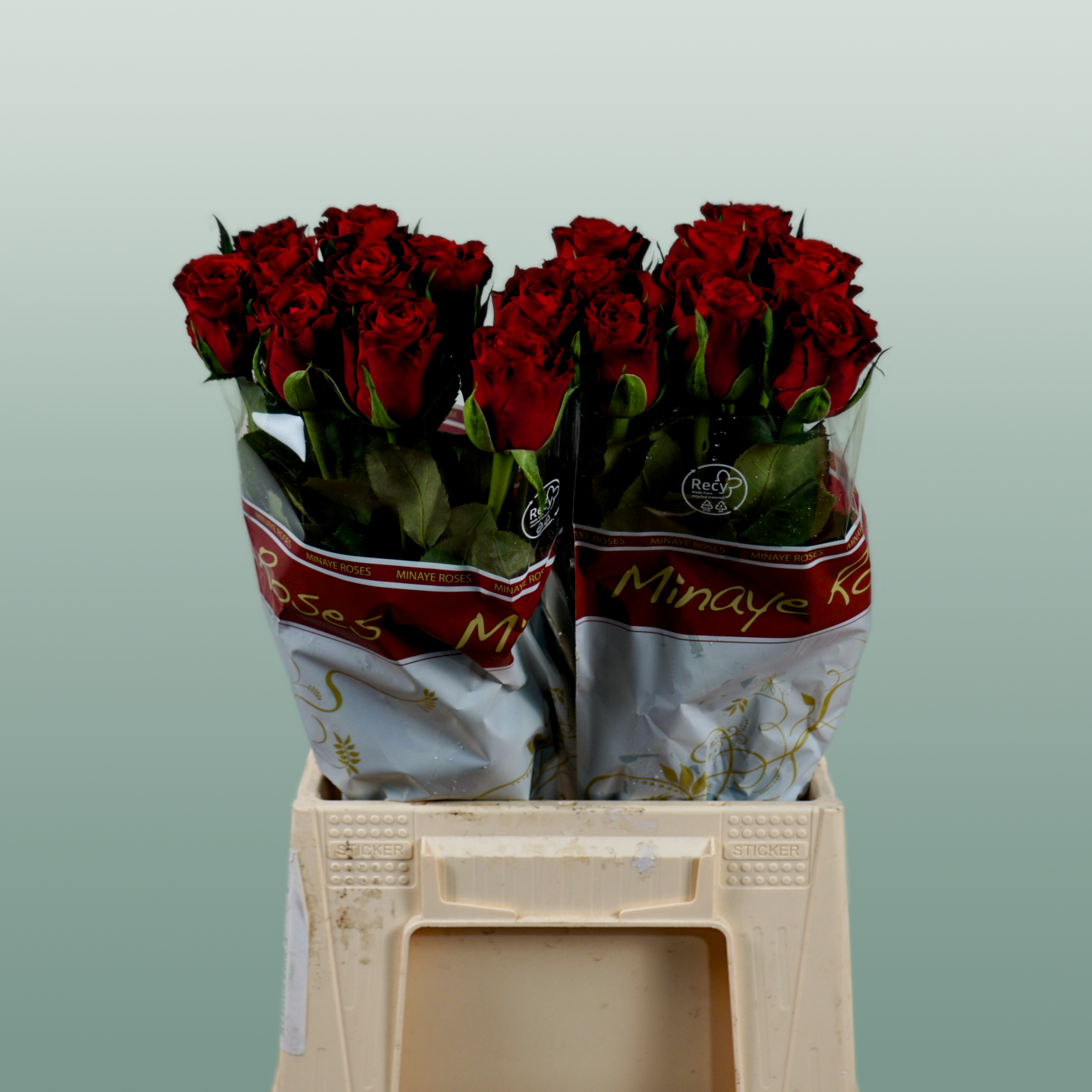 Rose - Rosa - Red Torch