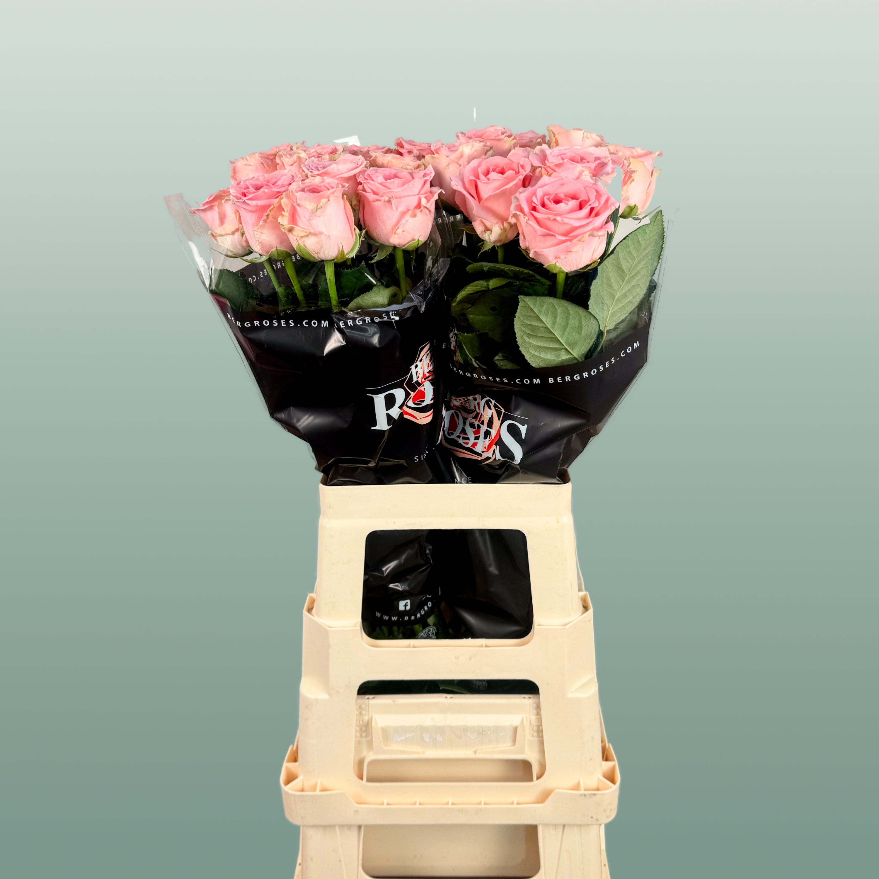 Rose Revival