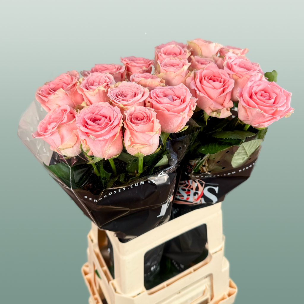 Rose Revival
