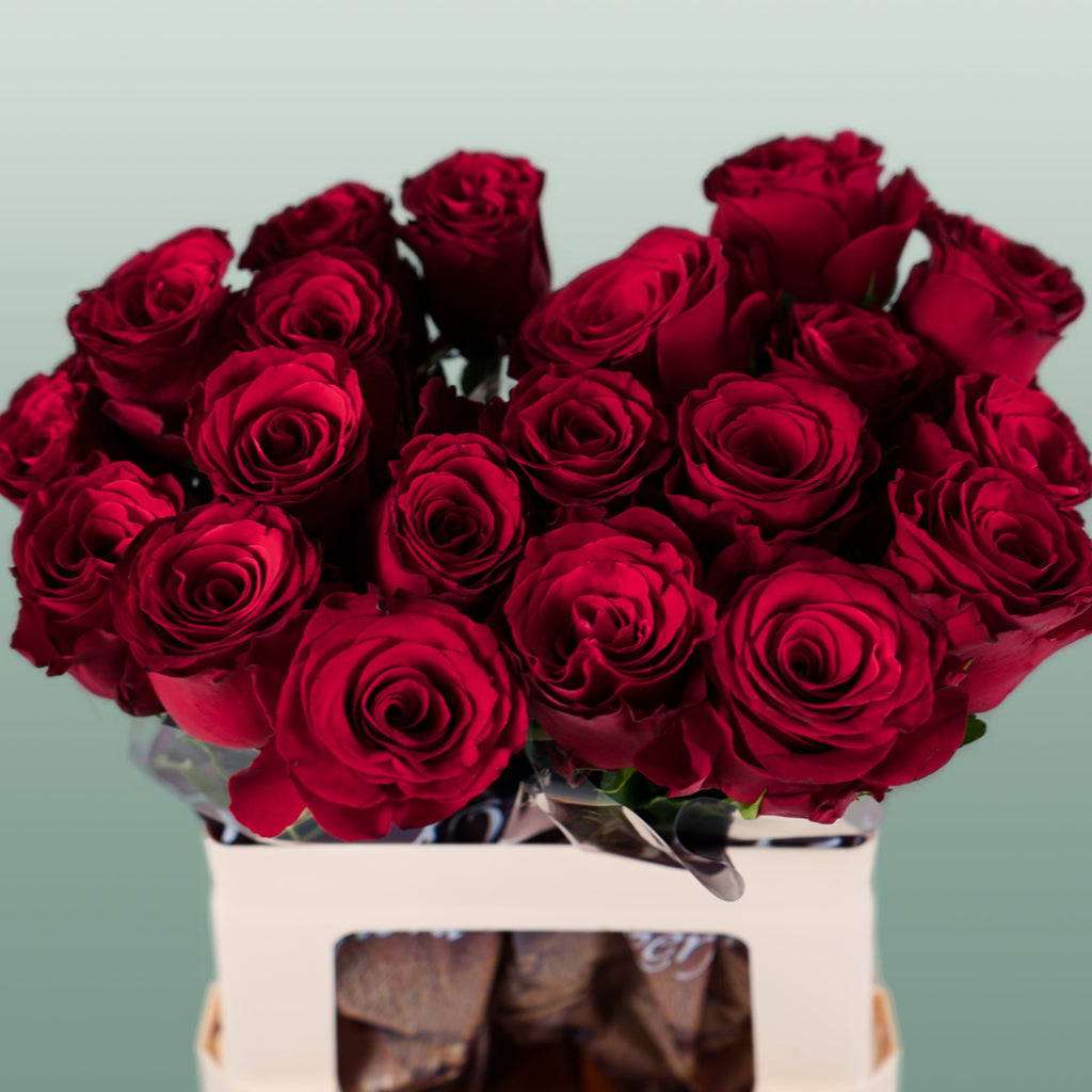 Rose - Rosa - Rhodos