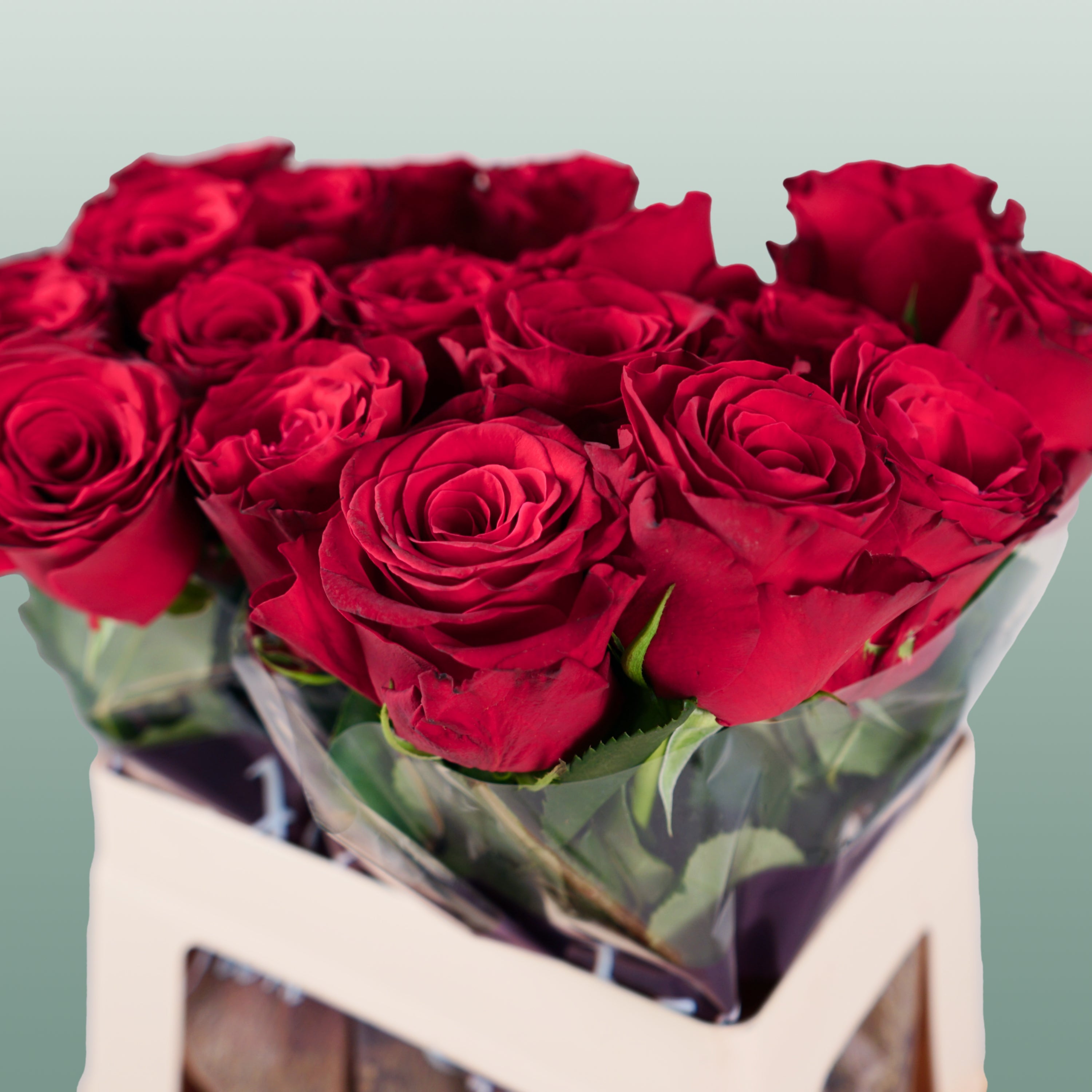 Rose - Rosa - Rhodos