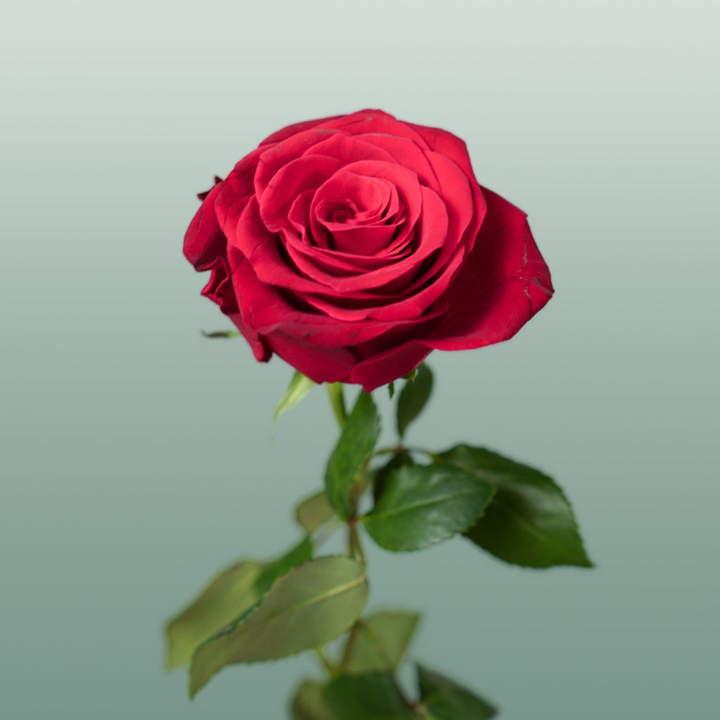 Rose - Rosa - Rhodos