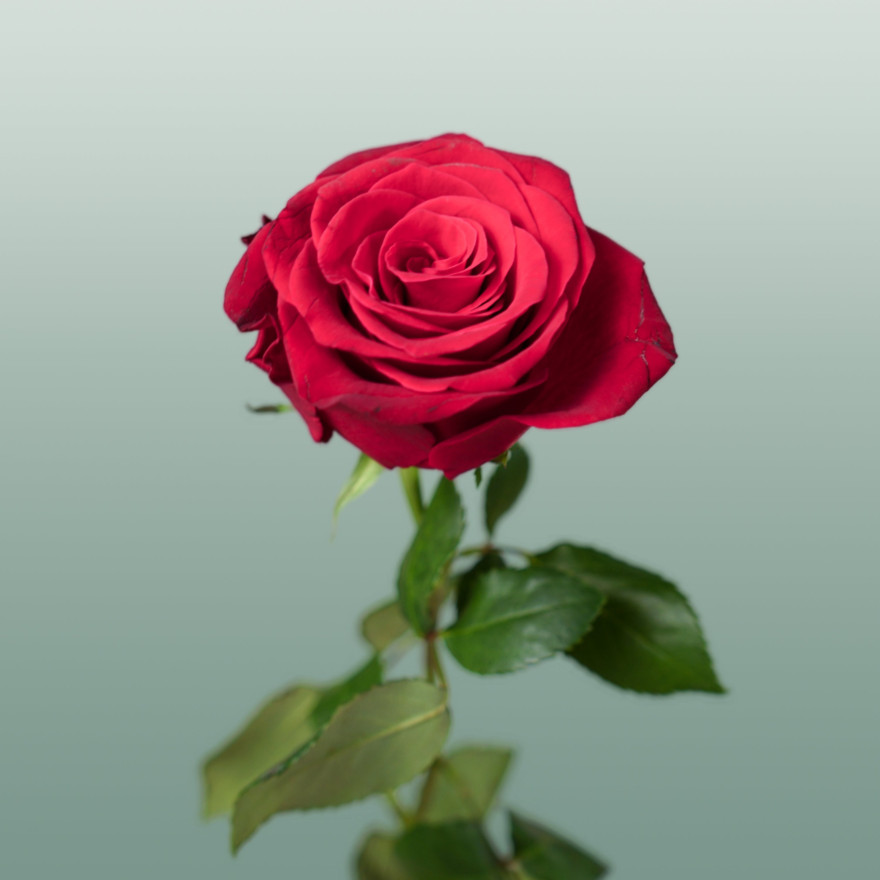Rose - Rosa - Rhodos
