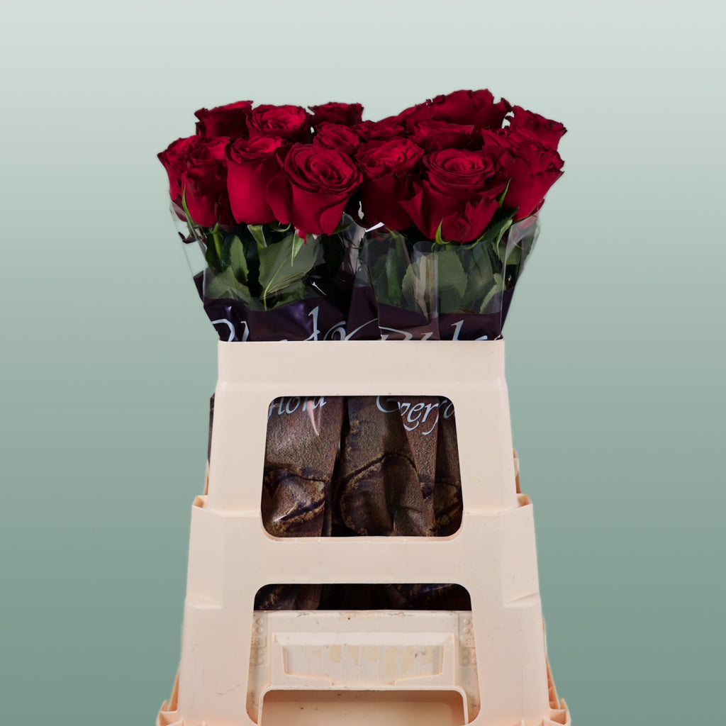 Rose - Rosa - Rhodos