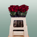Rose - Rosa - Rhodos