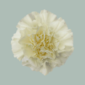 Carnation Standard Rodas (20 Stems)