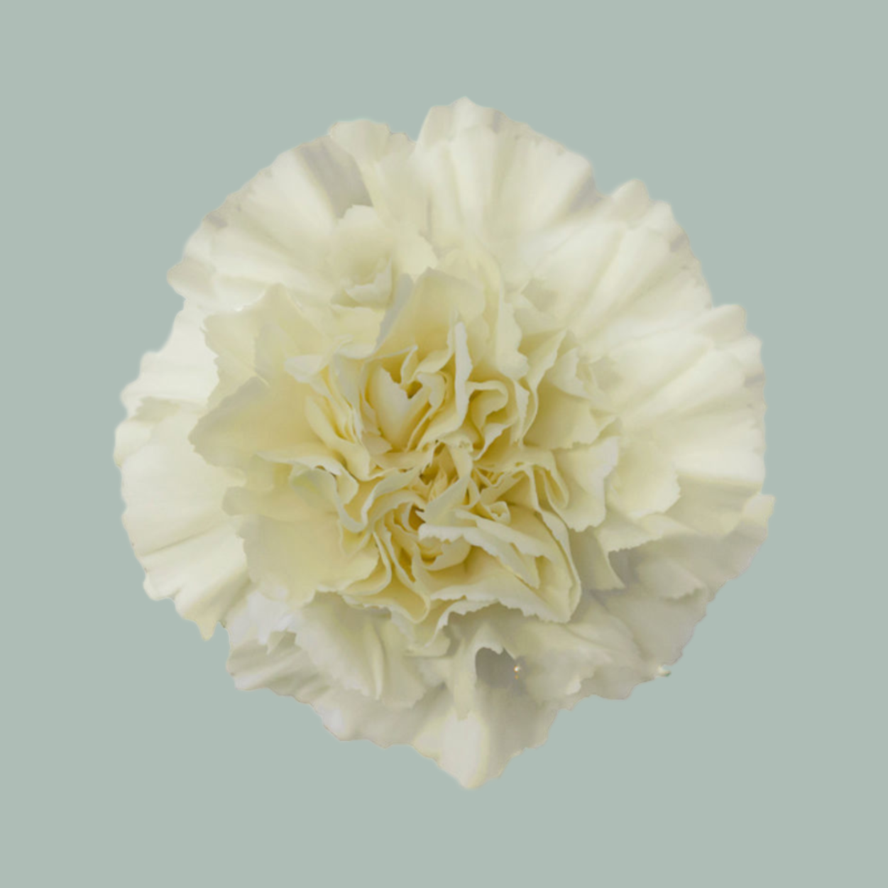 Carnation Standard Rodas (20 Stems)