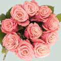Rose - Rosa - Adele