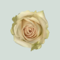 Rose - Rosa - Lovely Avalanche+