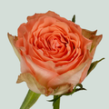 Rose Barbarella (20 Stems)