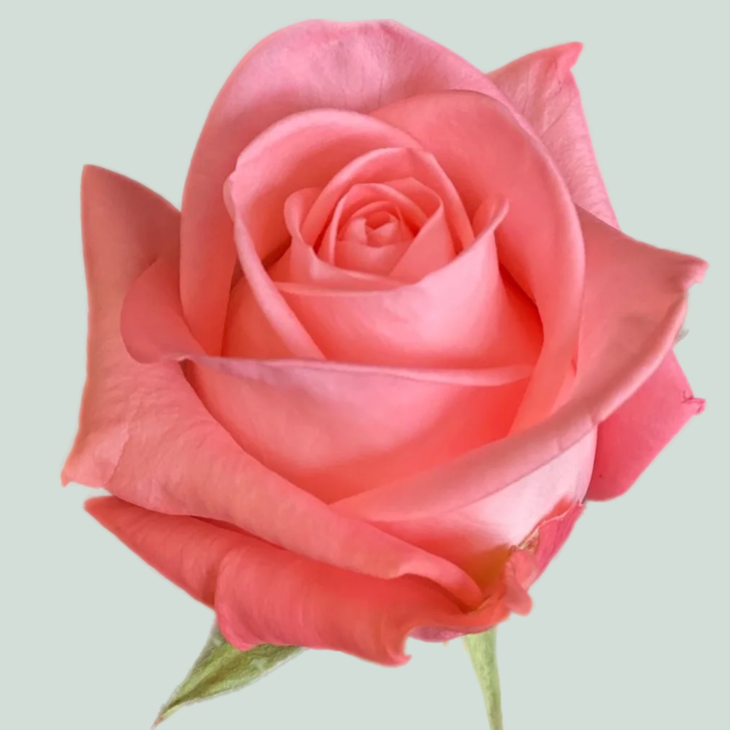 Rose - Rosa - Big Girl