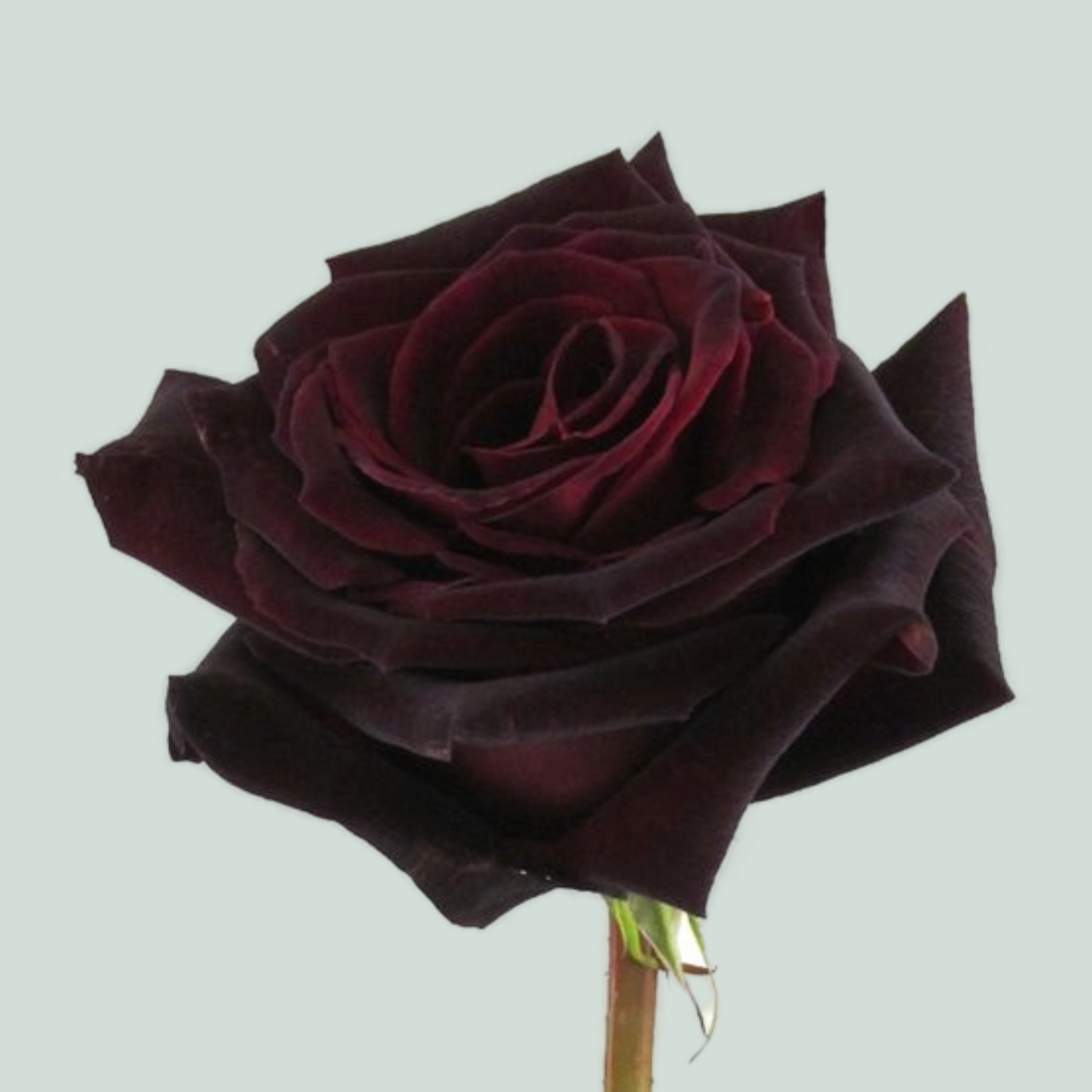 Rose Black Baccara (25 Stems)