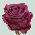 Rose Blueberry