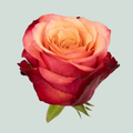 Rose Bogart-bb