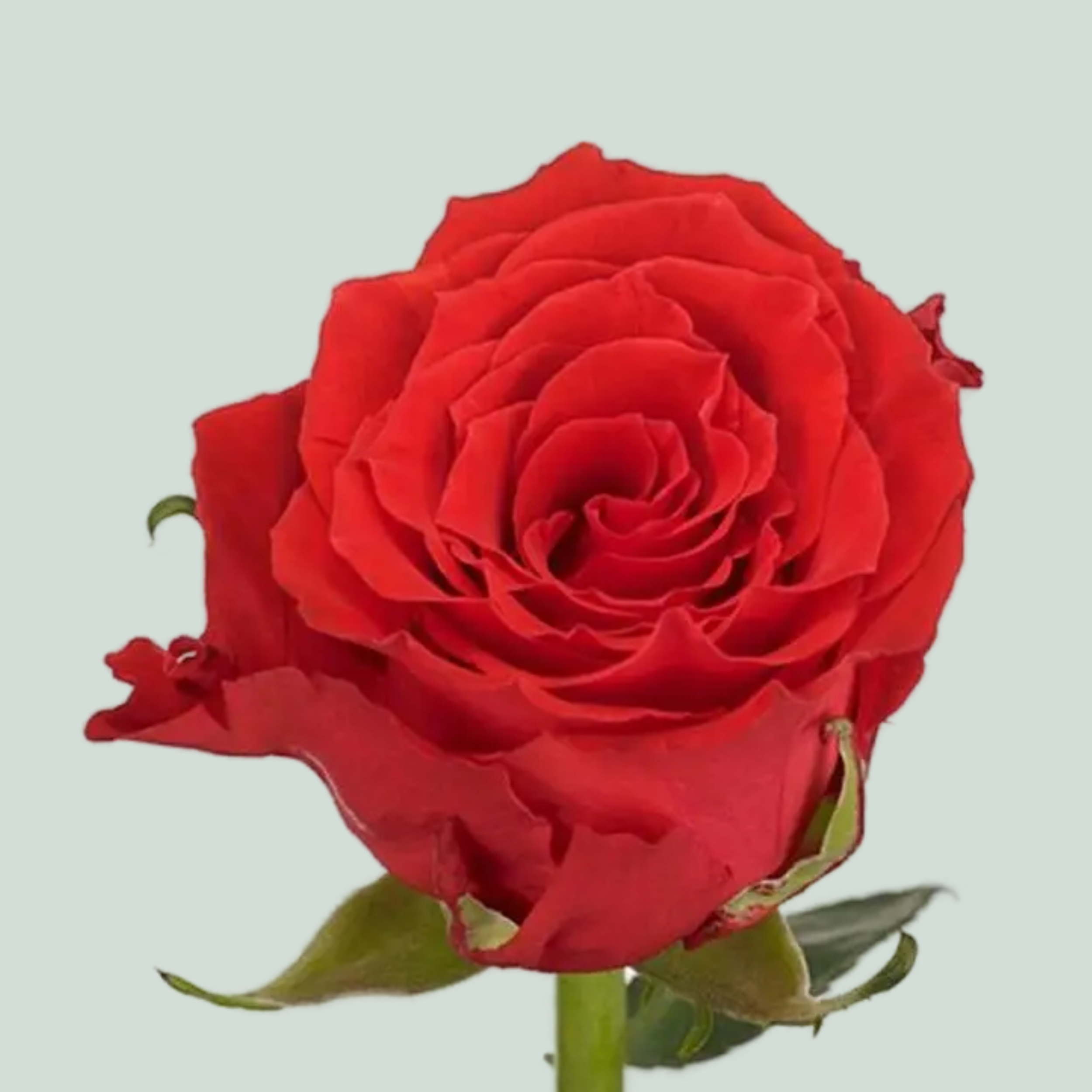 Rose Brighton Box