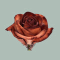 Rose Dyed Brownies (20 Stems)