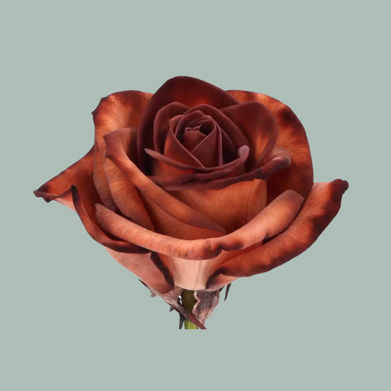 Rose Dyed Brownies (20 Stems)