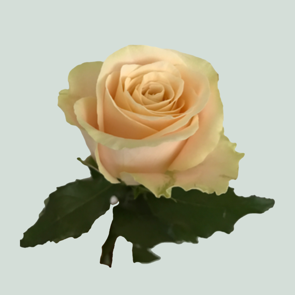 Rose - Rosa - Charmant
