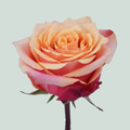 Rose Cherry Brandy Ecuadorian (25 Stems)