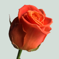 Rose Clarence