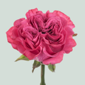 Rose - Rosa - Country Spirit Blues