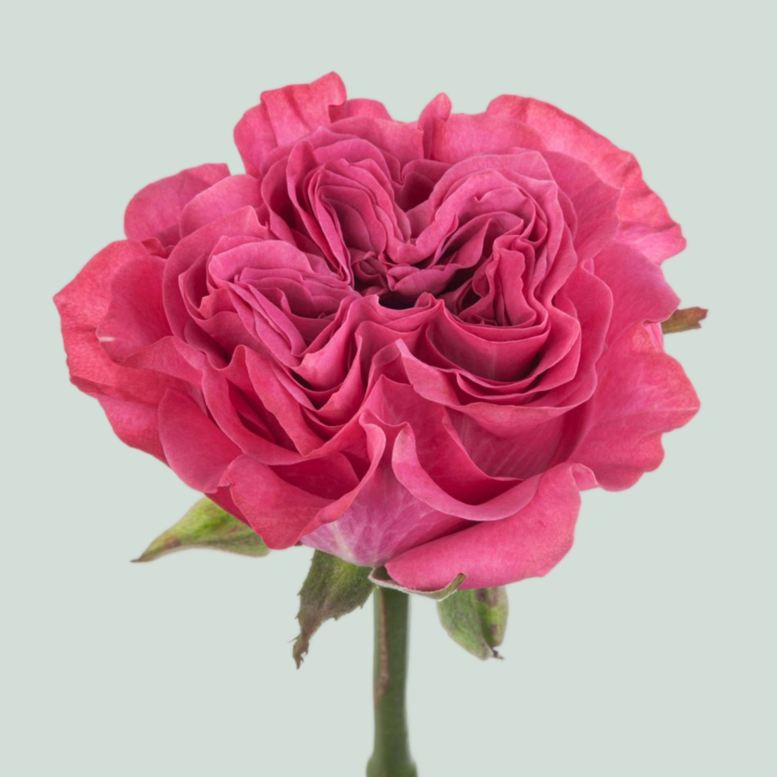 Rose - Rosa - Country Spirit Blues